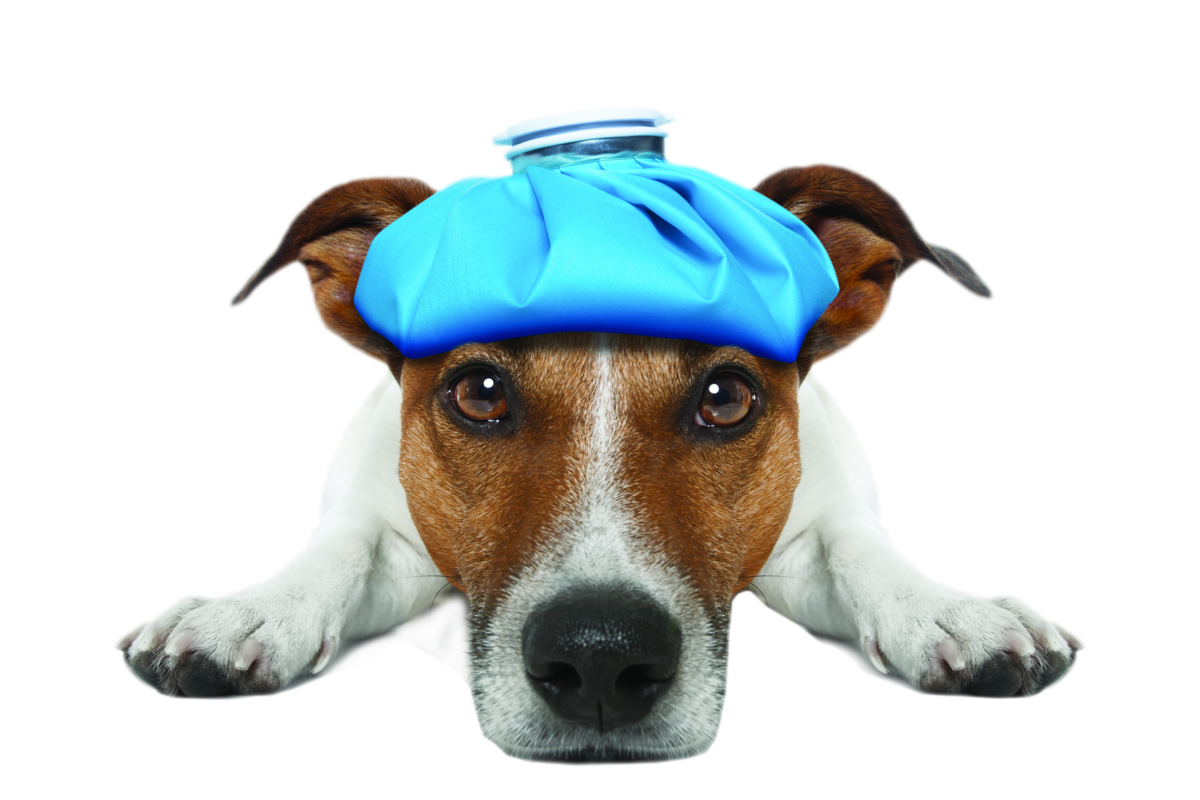 Jack Russell terrier with ice pack on head