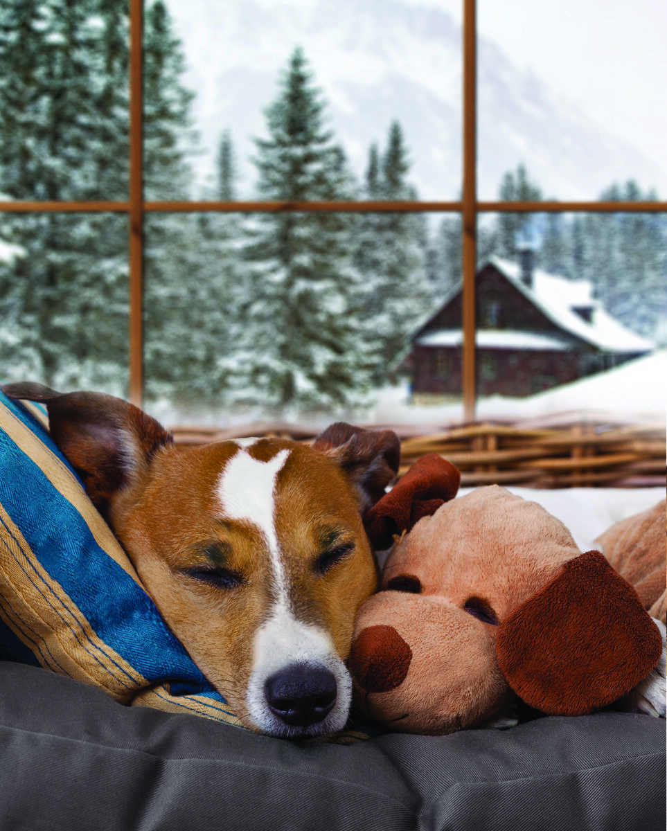 Sleeping puppy with stuffed animal