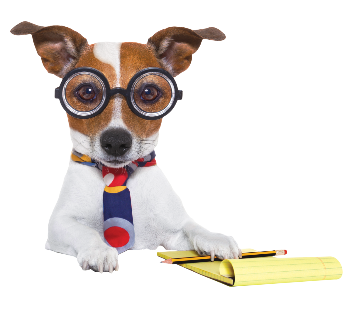 Jack Russell terrier with glasses, tie and pencil on notepad