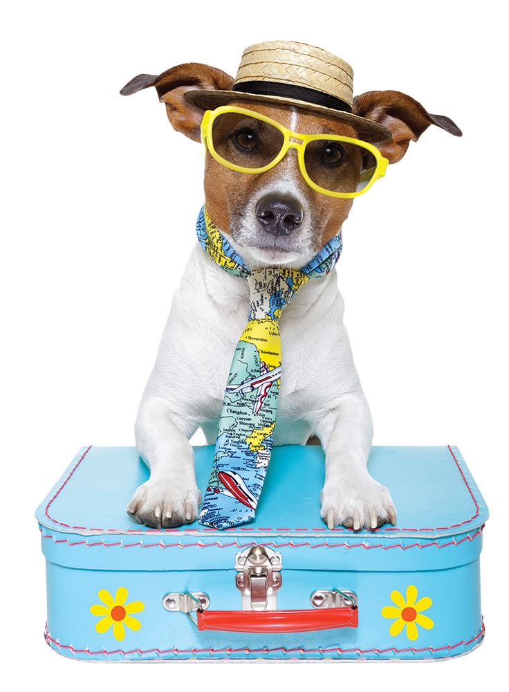 Dog wearing sunglasses, hat and tie sitting on a suitcase